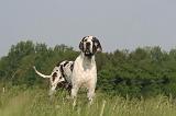 DOGUE ALLEMAND 558